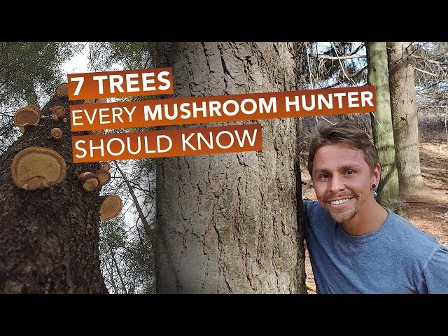 7 Trees Every Mushroom Hunter Should Know