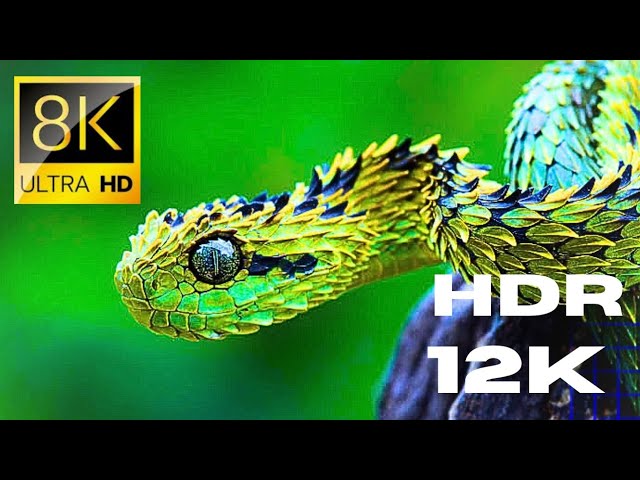 12k HDR video UlTRA HD 60 FPS | high quality