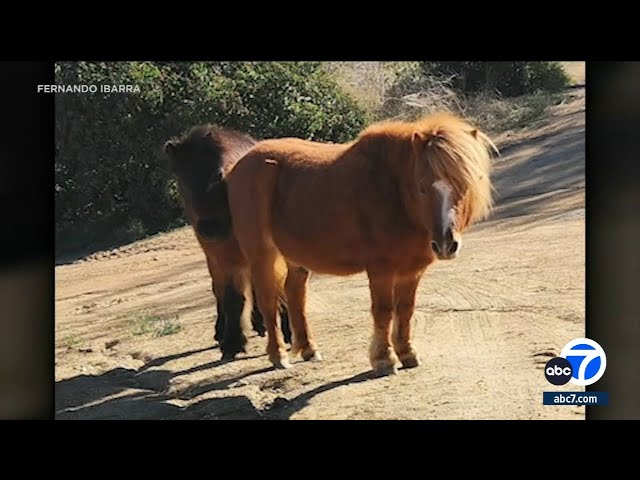 Inland Empire man heartbroken after his 2 ponies are shot and killed