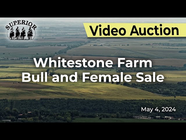 Whitestone Farm- "Pasture Performance-Tested Bull and Female Sale