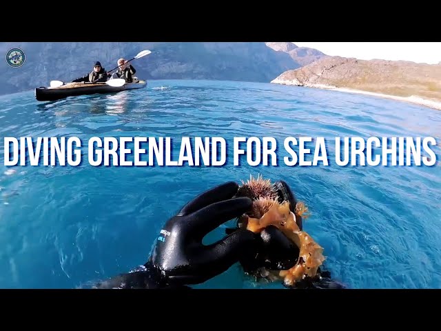 Greenland camp hunting trip③: Sea urchins from the Greenland Sea