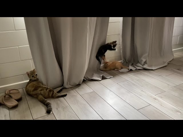 Kittens ruining our curtains