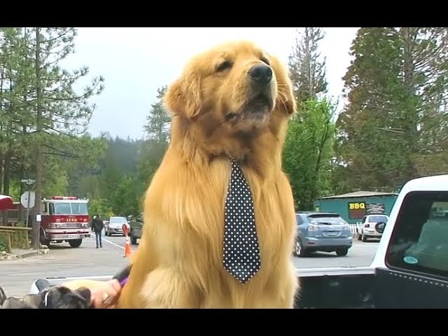 Dog Runs For Mayor And Wins
