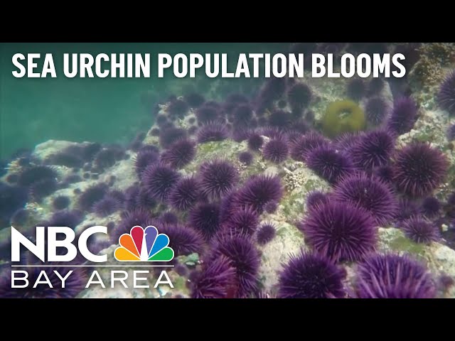 Purple Sea Urchin Population Explodes in Northern Coast