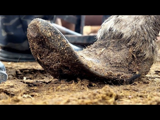 The donkey's hooves are raised at 45 degrees! Satisfactory Donkey Hoof Trimming