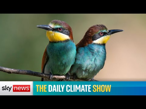 The Daily Climate Show: The bittersweet arrival of the European bee eater