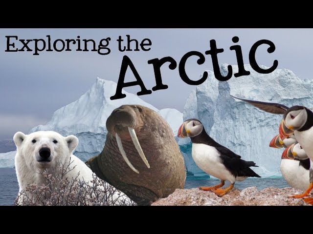 Exploring the Arctic for Kids: Arctic Animals and Climates for Children - FreeSchool