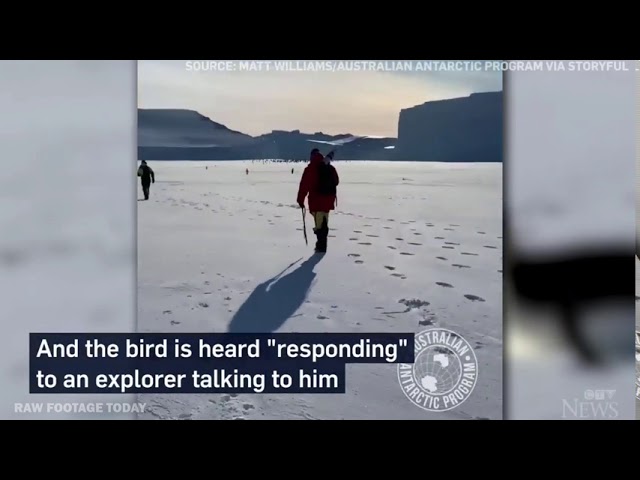 Penguin follows group of explorers in the Antarctic