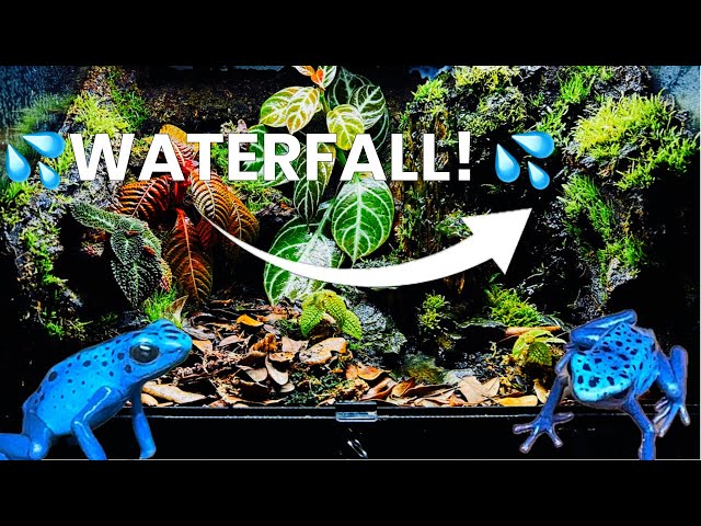 I Built A Poison Dart Frog Habitat  (With Water Fall!)