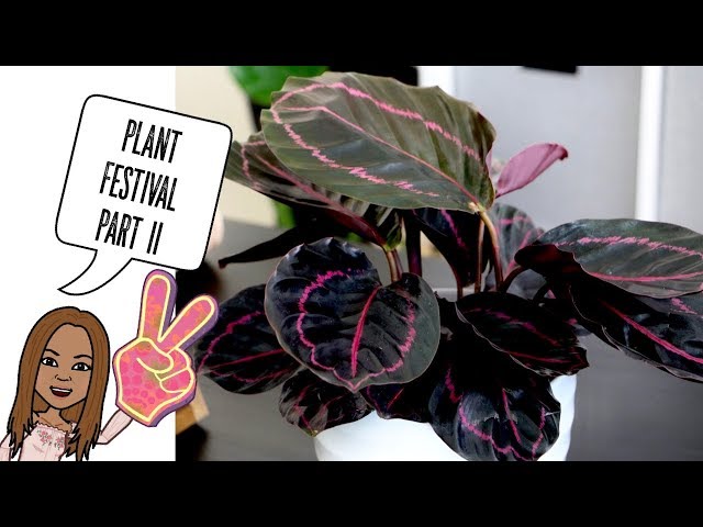 Plant Haul 🌿 and Plant Festival part II (Feat. The Green Thumb)