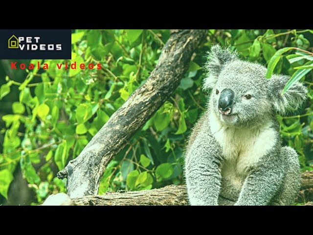 Cute Koala Videos And Funny Koala Bear Compilation | Try Not To Laugh funny  Koala videos