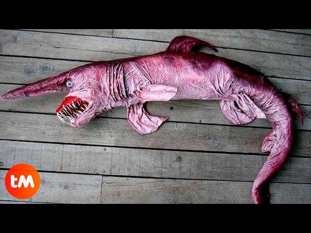 10 FISHES You Won't Believe Exist
