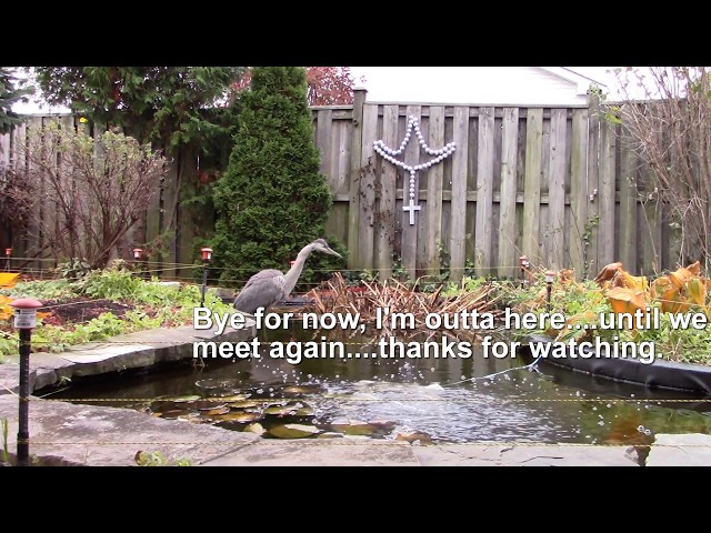 Great Blue Heron vs Electric Fencing