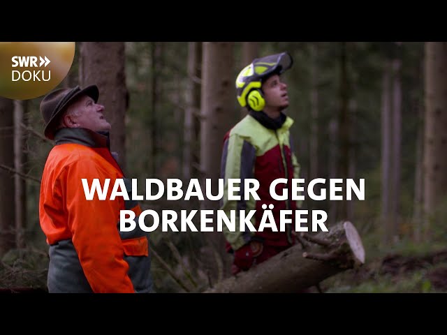Waldbauer gegen Borkenkäfer - Andreas gibt nicht auf | SWR Doku