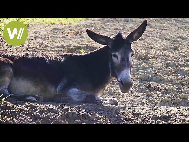 Kluge Esel - Früher ein unverzichtbares Arbeitstier (Tierdokumentation in HD)