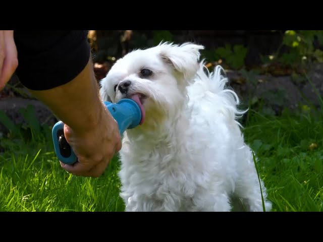 Treat'M Dog Trainer | The Henry Ford’s Innovation Nation