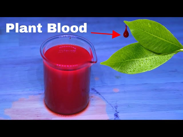 When Green is Red—Making Plants Bleed