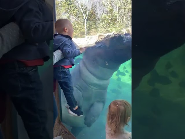 Fiona the hippo and baby brother Fritz romp around Cincinnati Zoo #shorts