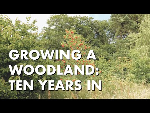 Growing A Woodland: Ten Years In
