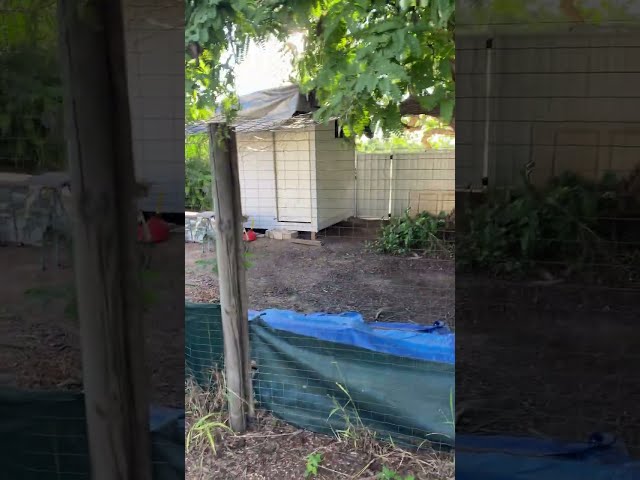 Adding more room to the existing cat enclosure using budget fencing system ( about $25/m )