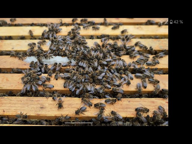 Einraum Home-Hive Durchsicht, Schwarmtriebabbruch, füttern mit Zuckerteig am 25. April 24