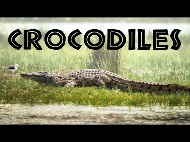 All About Crocodiles for Kids: Crocodiles of the World for Children - FreeSchool