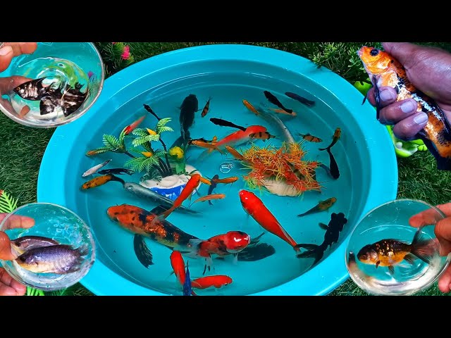 Find colorful ornamental fish, betta fish,man fish, guppy, molly, koi fish, channa, turtles, catfish