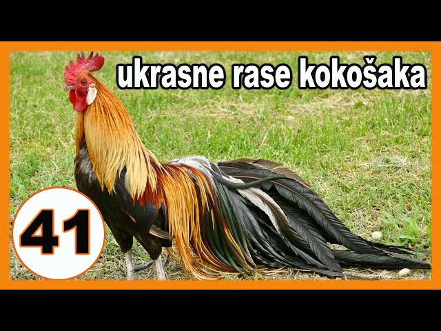 Most beautiful chicken breeds - presented 41 breeds of chickens
