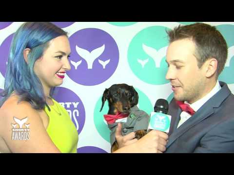 Crusoe the Celebrity Dachshund's Teal Carpet Interview || Shorty Awards 2017