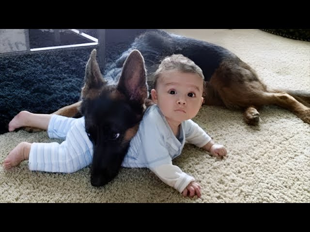 When your dog becomes a big brother - Cute Moments Dog and Human