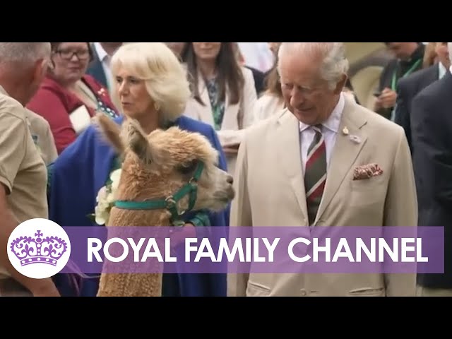 The Royal Family LOVE Animals! The Best Moments of the Last Year 🐶