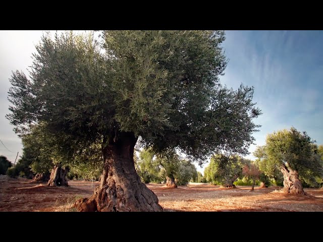 Italiens Olivenbäume in Gefahr: Killer-Bakterium breitet sich aus (SPIEGEL TV für ARTE Re:)