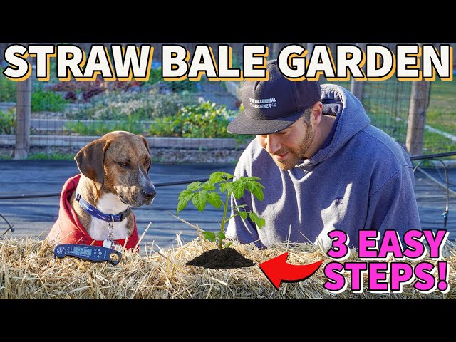 How To Condition STRAW BALES For GROWING VEGGIES From Start To Finish