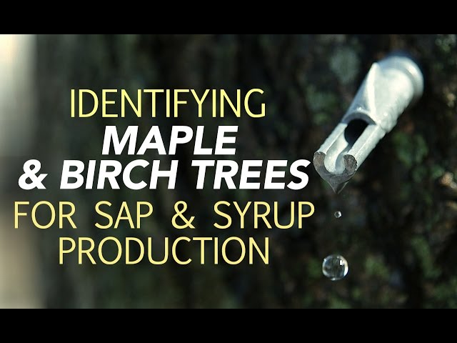 Identifying Maple & Birch Trees For Sap & Syrup Production