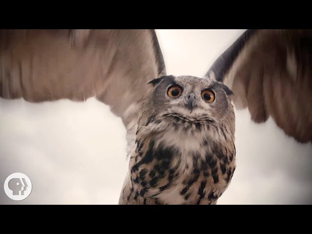 What Makes Owls So Quiet and So Deadly? | Deep Look