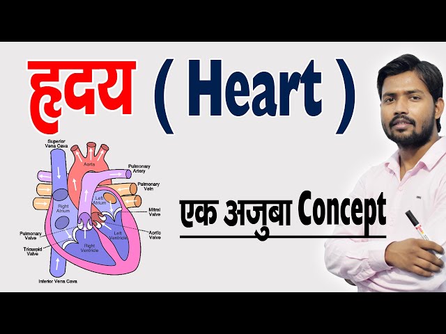 ह्रदय कैसे काम करता है ? ह्रदय की संरचना एवं कार्य | Human Heart & Its Function in Hindi