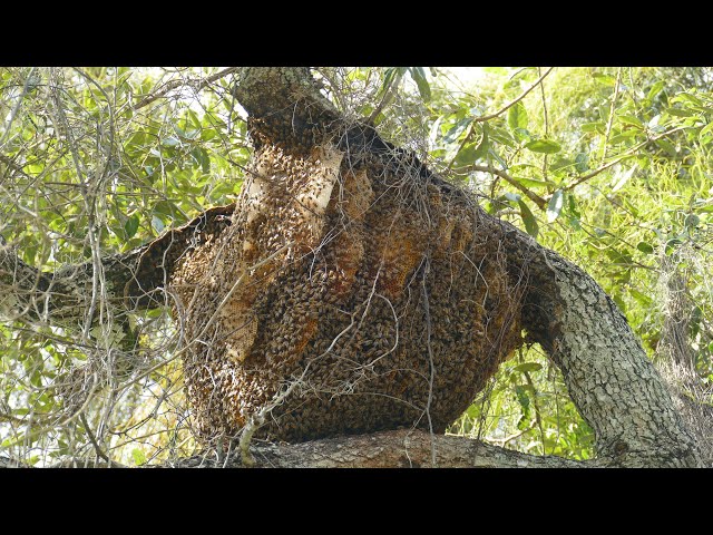 Massive Honeybee hive upclose - Pondhawk Natural Area, Boca Raton, FL - 10.19.21  1080 HD