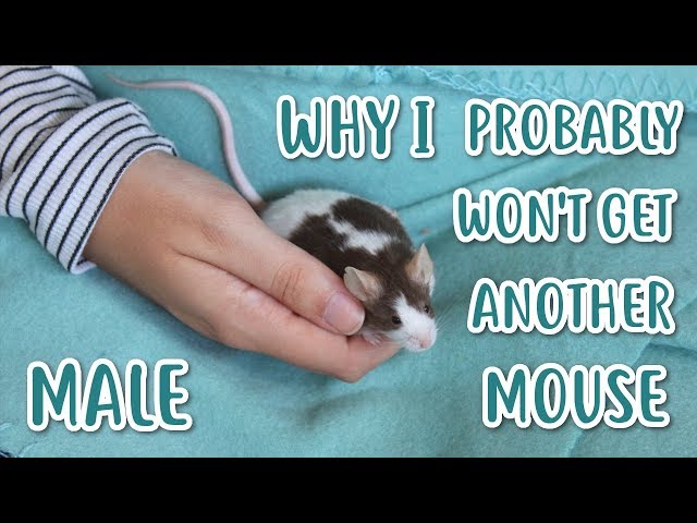 WHY I WON'T OWN ANOTHER MALE MOUSE