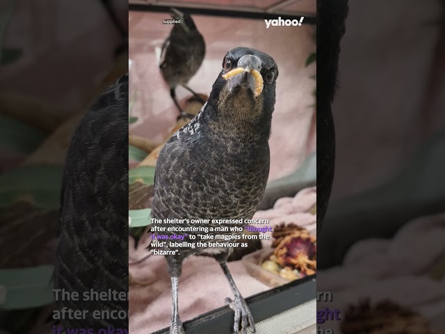 Fears Peggy and Molly saga could inspire ‘bizarre’ backyard magpie trend | #shorts #yahooaustralia