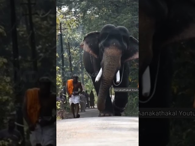 ആടികുഴഞ്ഞു കൊണ്ടുള്ള അ വരവ് നോക്കിയേ | dancing elephant kerala video #shorts
