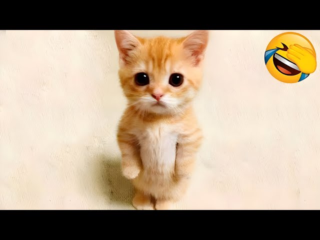 Funny Animal Videos 2024 🤣 - New Funny Cats and Dogs Videos🐱🐶