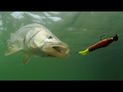 Best Summer Fishing Tips