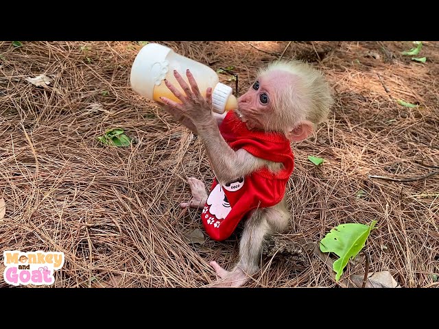 Teach baby monkey how to hold bottle