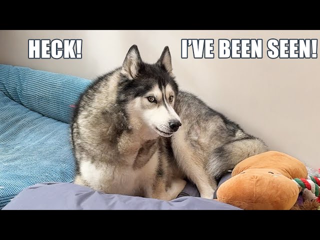 Husky Instantly HIDES When I Caught Him Being A CAT!