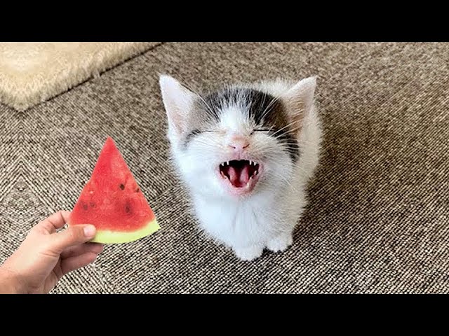 Funniest Animals Videos 2023 😹 Try Not To Laugh Funny Dogs And Cats