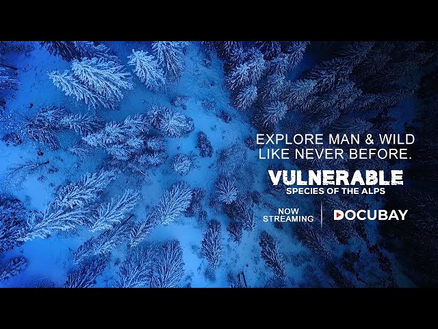 A Wonderful Exploration of Man vs Wild | Vulnerable Species Of The Alps - Documentary Trailer
