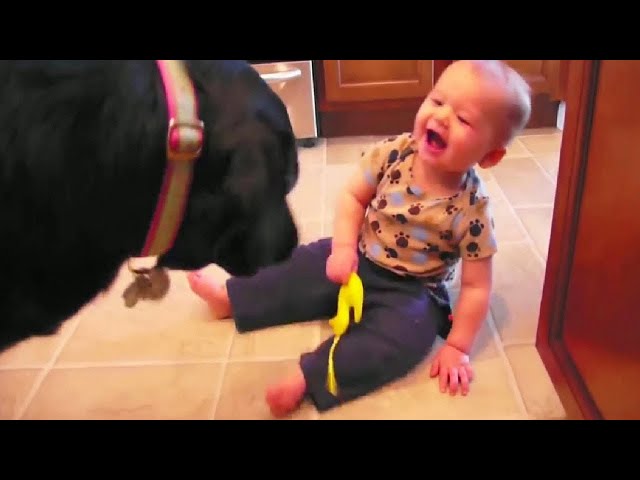 Funny Babies Laughing With Dogs And Cats