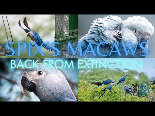 Spix's Macaws RETURN TO THE WILD - Back From the Brink of EXTINCTION