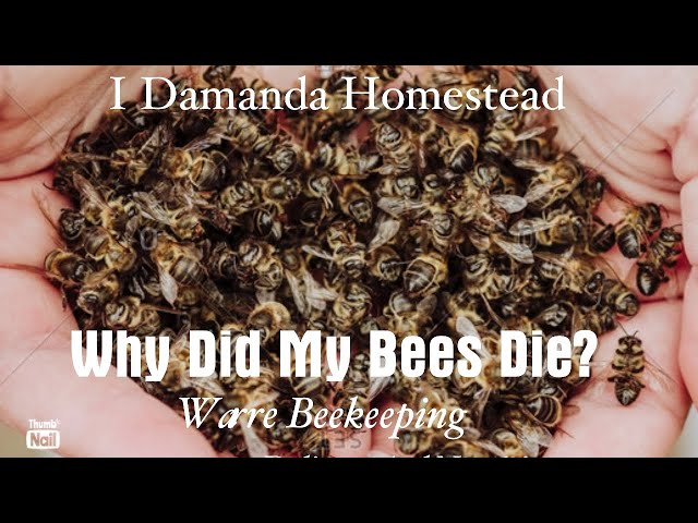 Why Did My Bees Die? Warre Hive Deadout Autopsy.