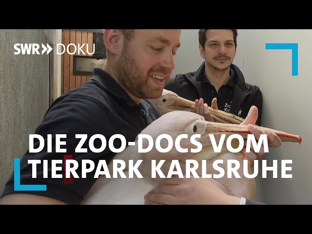 Die Zoo-Docs - Patientenstau im Karlsruher Tierpark | SWR Doku
